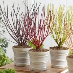Best Value Cornus Collection | Winter Hedging -Green Glory Outlet Store cornuscollection 2