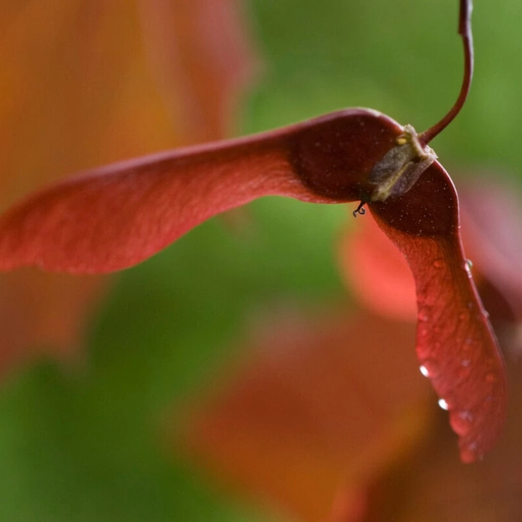 Purple-Leaved Norway Maple Tree | Acer Platanoides 'Crimson King' 3 Purple-Leaved Norway Maple Tree | Acer Platanoides 'Crimson King' - Image 3