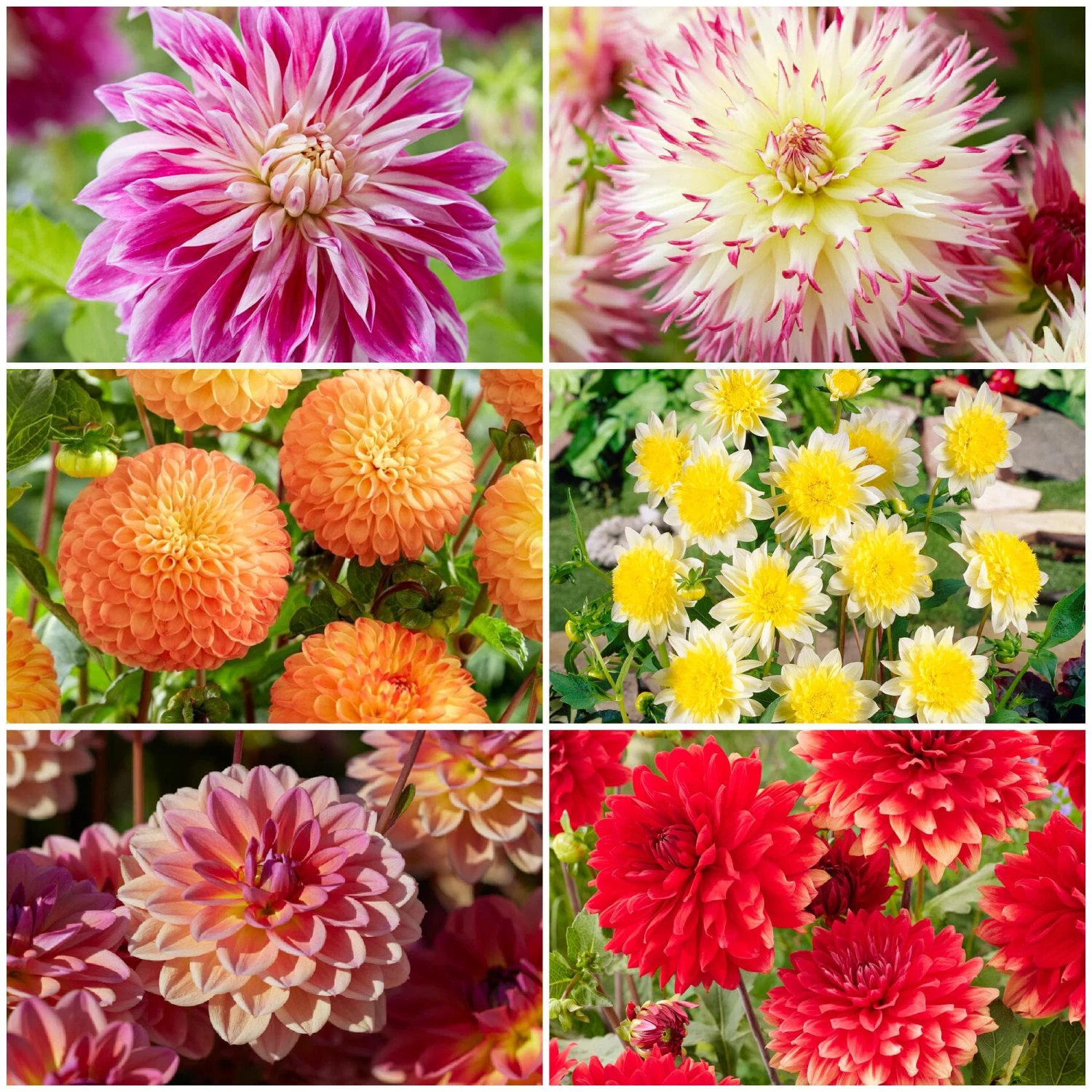 Premium Dahlia Plants Collection 1 Premium Dahlia Plants Collection