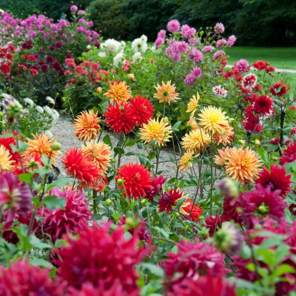 Premium Dahlia Plants Collection 4 Premium Dahlia Plants Collection - Image 4