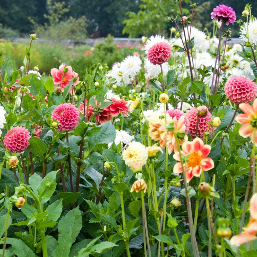 Premium Dahlia Plants Collection 3 Premium Dahlia Plants Collection - Image 3