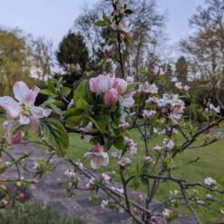 Egremont Russet Apple Tree Dwarfing Rootstock 12 Egremont Russet Apple Tree Dwarfing Rootstock -Green Glory Outlet Store egremontRussetblossom 1b9a7f1e 6c63 4140 8944 6e61df219470