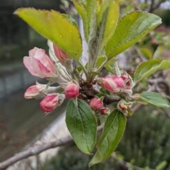 Egremont Russet Apple Tree Dwarfing Rootstock 14 Egremont Russet Apple Tree Dwarfing Rootstock -Green Glory Outlet Store egremontrussetblossom