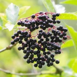 Best Mixed Native Wildlife Hedging | Growers' Choice -Green Glory Outlet Store elderberry SHR0256 e670855f 782d 4eb9 96dc 812685d53493