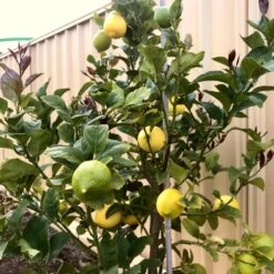 'Eureka' Patio Lemon Tree | 4 Seasons Lemon -Green Glory Outlet Store eurekalemon