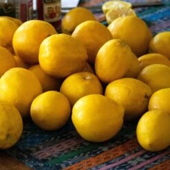 'Eureka' Patio Lemon Tree | 4 Seasons Lemon -Green Glory Outlet Store eurekalemons