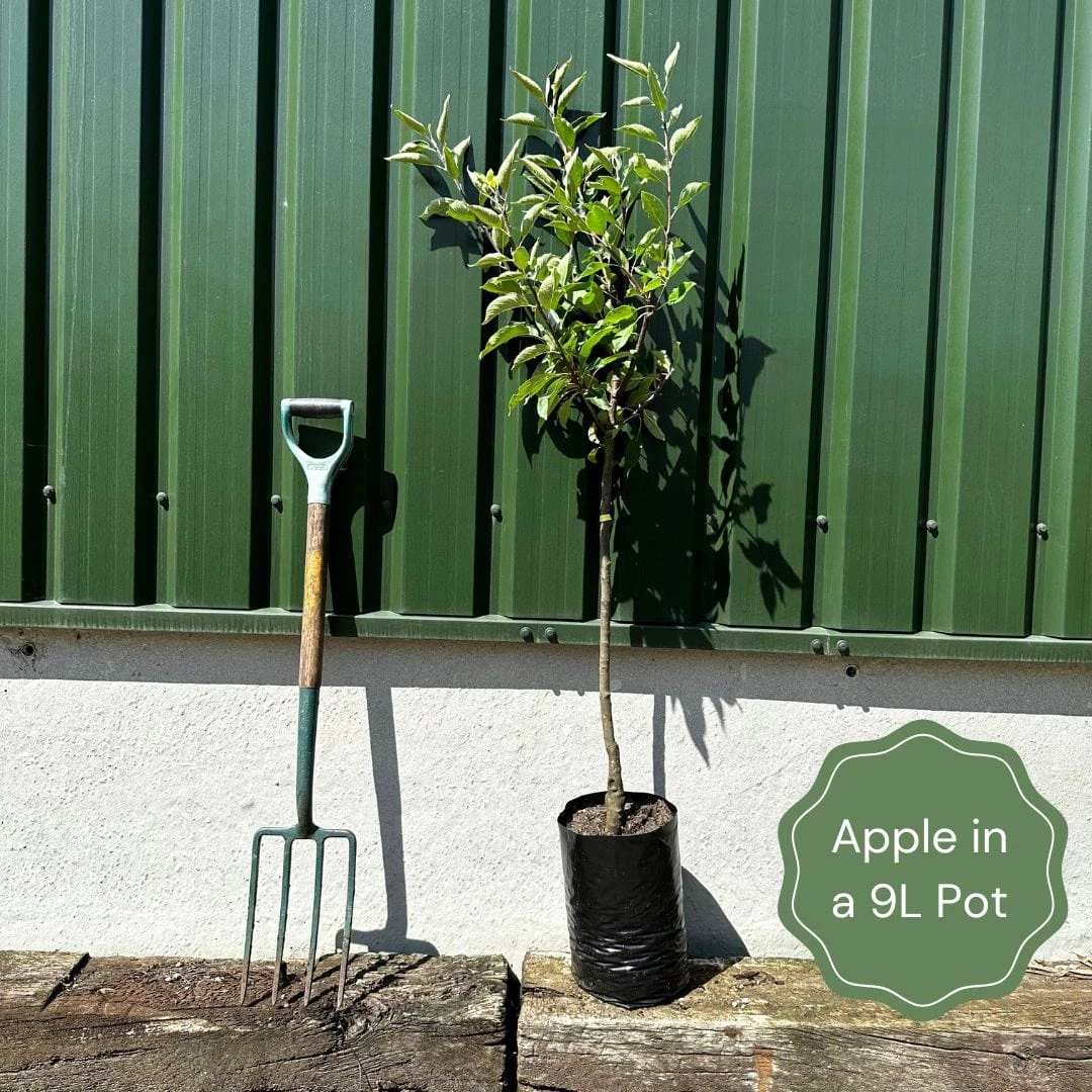 Egremont Russet Apple Tree Dwarfing Rootstock 2 Egremont Russet Apple Tree Dwarfing Rootstock - Image 2
