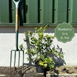 All Season Blueberry Plants Collection -Green Glory Outlet Store example blueberry 38af3195 ee9d 4a29 a7ae 0ee274be70e6