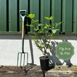 'Little Miss Figgy' Patio Fig Tree -Green Glory Outlet Store example fig b13f0727 1547 42f6 8450 13cd3e252bff