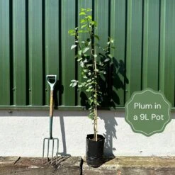 Shropshire Prune Damson Tree 9 Shropshire Prune Damson Tree -Green Glory Outlet Store example plum e2cb8394 9329 48af a12c 485b90c66d34