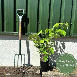 Repsime Mulberry Tree 13 Repsime Mulberry Tree -Green Glory Outlet Store example raspberry 778c0ce0 7f34 45ec 800f 26d8fcbfd70d