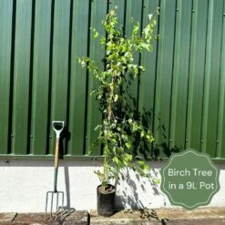 Himalayan Birch Tree | Betula Utilis Jacquemontii 17 Himalayan Birch Tree | Betula Utilis Jacquemontii -Green Glory Outlet Store examplebirch 0539e570 41df 496f 8abb a89f21991e5f
