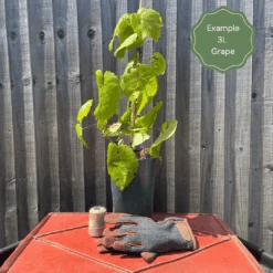 'Crimson Seedless' Outdoor Grape Vine -Green Glory Outlet Store examplegrape 5062dac4 fb70 4f88 b082 e63ce99495d7