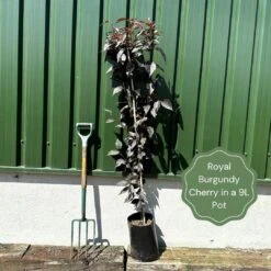 Purple Leaf Cherry Blossom Tree | Prunus Serrulata 'Royal Burgundy' -Green Glory Outlet Store exampleroyalburgundy