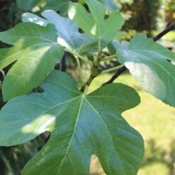 UK Hardy Fig Tree | 'Brown Turkey' -Green Glory Outlet Store figleaves