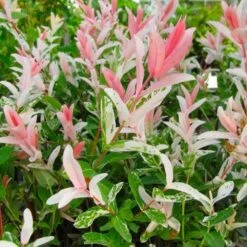 Flamingo Willow Tree | Salix Integra Hakuro Nishiki -Green Glory Outlet Store flamingo willow pink