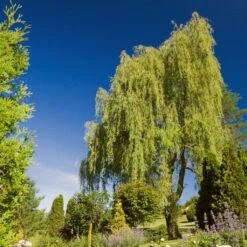 Golden Weeping Willow Tree | Salix Chrysocoma -Green Glory Outlet Store goldenweeping1