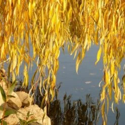 Golden Weeping Willow Tree | Salix Chrysocoma -Green Glory Outlet Store goldenweepingautumn