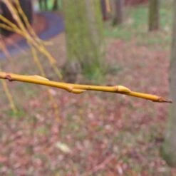 Golden Weeping Willow Tree | Salix Chrysocoma -Green Glory Outlet Store goldenweepingbranch