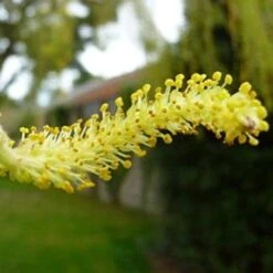 Golden Weeping Willow Tree | Salix Chrysocoma -Green Glory Outlet Store goldenweepingcatkin
