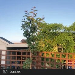 Japanese Cherry Blossom Tree | Prunus Serrulata 'Kanzan' -Green Glory Outlet Store japanese cherry blossom