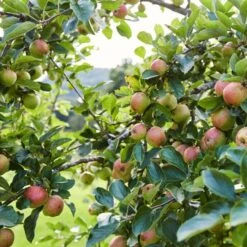 'Kidd's Orange Pippin' Apple Tree -Green Glory Outlet Store kiddsorange 2