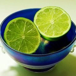 Lime Tree | Lime Of Tahiti | Grafted Mini-Stem -Green Glory Outlet Store limetree4