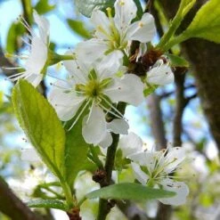 Mirabelle De Nancy Plum Tree -Green Glory Outlet Store mirabelle de nancy flower