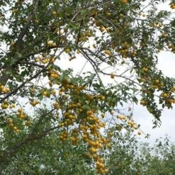 Mirabelle De Nancy Plum Tree -Green Glory Outlet Store mirabelle de nancy trees