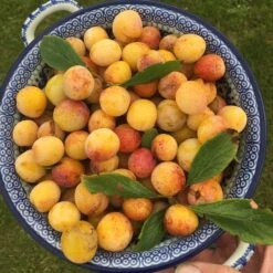 Mirabelle De Nancy Plum Tree -Green Glory Outlet Store mirabelledenancy