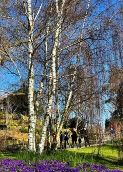 Silver Birch Tree | Betula Pendula -Green Glory Outlet Store new silver birch2