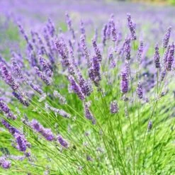 English Lavender | Lavandula Angustifolia -Green Glory Outlet Store oldenglish2