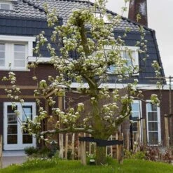 Conference Pear Tree -Green Glory Outlet Store pear add1 5012c709 f2ae 4948 a0f1 3ab9e51cd759