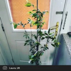 Pink Winter Flowering Cherry Tree | Prunus X Subhirtella 'Autumnalis Rosea' -Green Glory Outlet Store pink winter flower