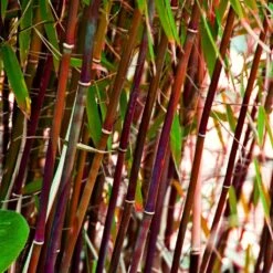 Red Bamboo | Fargesia Scabrida 'Asian Wonder'