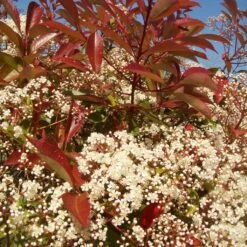 Photinia 'Red Robin' -Green Glory Outlet Store redrobin3