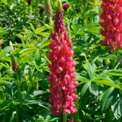 Lupin West Country Red Rum 5 Lupin West Country Red Rum -Green Glory Outlet Store redrum 1