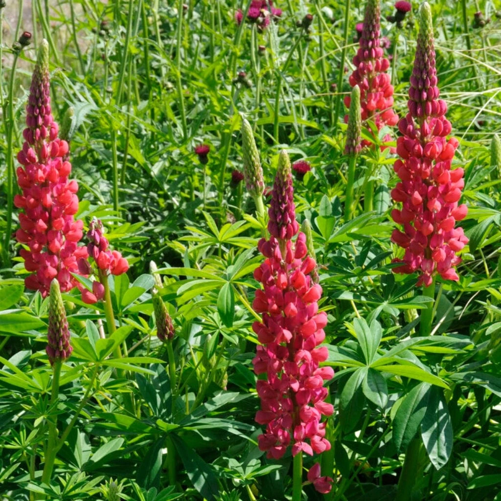 Lupin West Country Red Rum 2 Lupin West Country Red Rum - Image 2