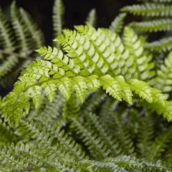 Tassel Fern | Polystichum Polyblepharum -Green Glory Outlet Store rera04496v2