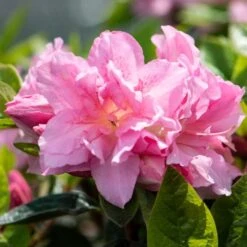 Best Flowering Shrubs 9 Best Flowering Shrubs -Green Glory Outlet Store rhodo2