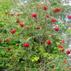 Green Glory Outlet Store -Green Glory Outlet Store rowanmultistem 2