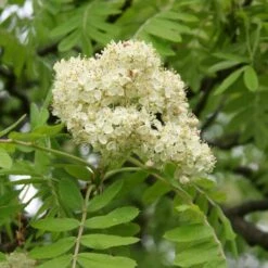 Multi-Stem Mountain Ash Rowan Tree | Sorbus Aucuparia -Green Glory Outlet Store rowanmultistem 3