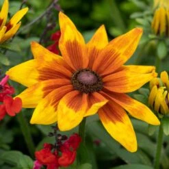 Rudbeckia 'Sunbeckia Mia'