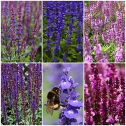Spectacular Salvia Collection 11 Spectacular Salvia Collection -Green Glory Outlet Store salviacol 1