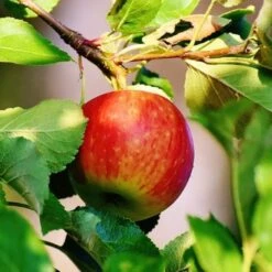 Best Apple Trees For Any Purpose | Growers' Choice -Green Glory Outlet Store scrumptiousapple b3f96318 f1b6 418c 9d63 d2d1a806f6cb