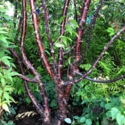Multi Stem Tibetan Cherry Tree | Prunus Serrula -Green Glory Outlet Store serrula multstem