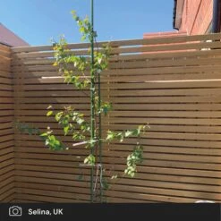 Silver Birch Tree | Betula Pendula -Green Glory Outlet Store silver birch ugc