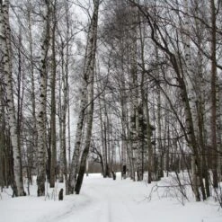 Silver Birch Tree | Betula Pendula -Green Glory Outlet Store silverbirch3