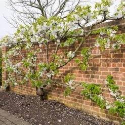 Sunburst Cherry Tree -Green Glory Outlet Store sunburstfantrained