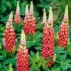 Lupin West Country Tequila Flame